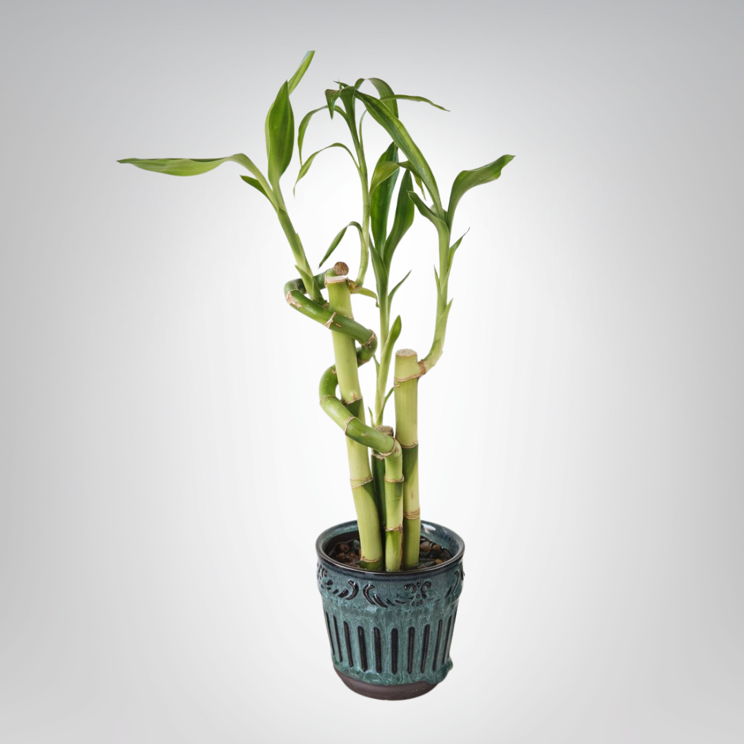 Lucky Bamboo - Precious Gabriel Australia