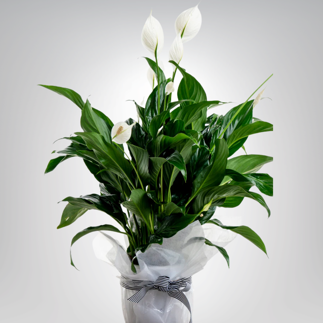 Peace Lily - Precious Gabriel Australia
