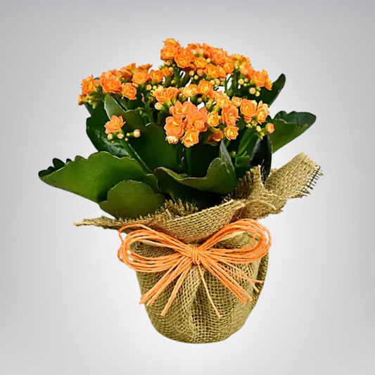 Kalanchoe Succulents