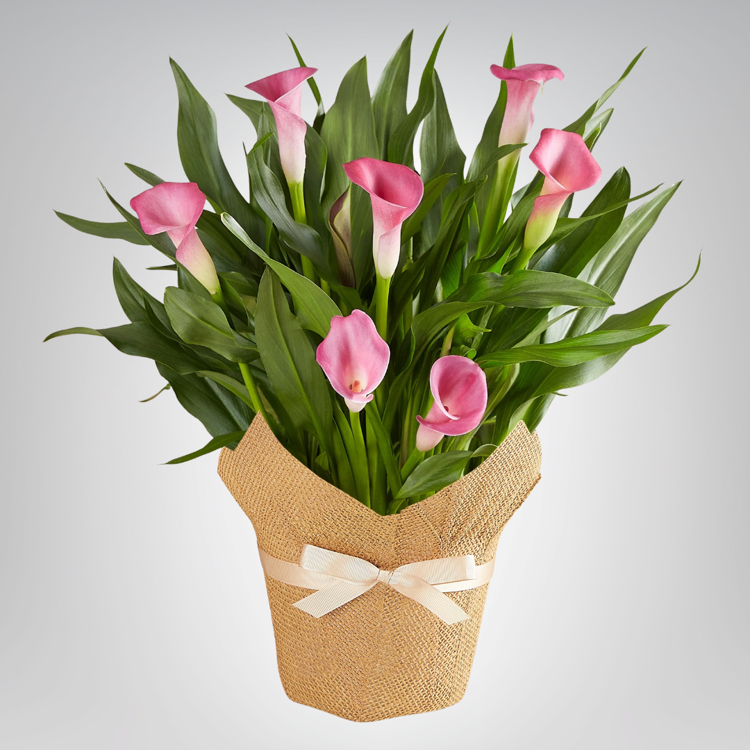 Calla Lily - Precious Gabriel Australia