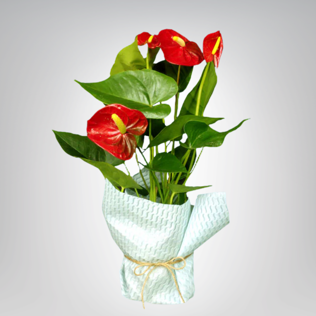 Anthurium - Precious Gabriel Australia