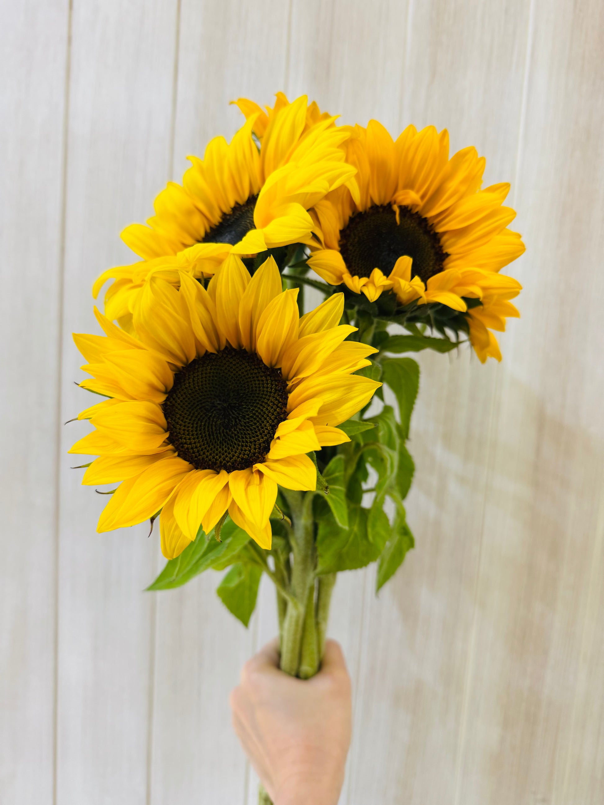 Additional Flowers - Precious Gabriel Australia