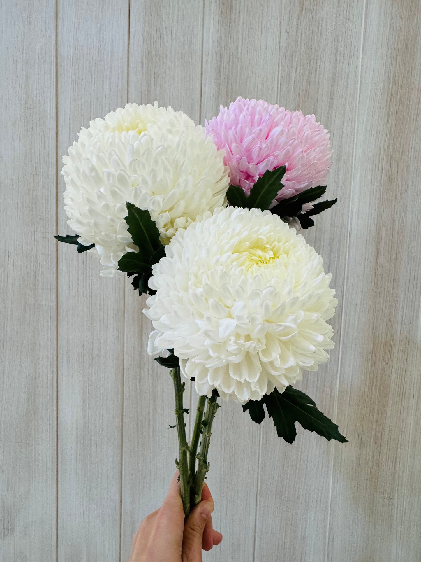 Additional Flowers - Precious Gabriel Australia